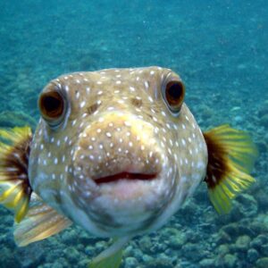 Sharm El Naga Dive – 2 Tauchgänge